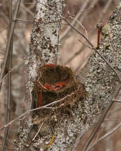 Winter weather slowly deteriorates bird nests