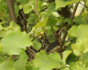 A cedar waxwing nest is hidden from view