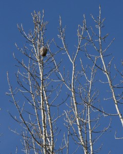 Pendant nest