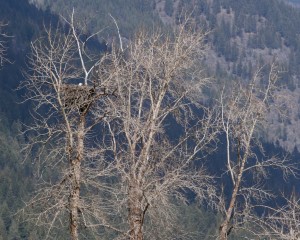 A large platform nest of a bald eagle