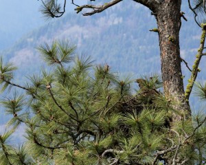 A red-tailed hawk sits on its well-camouflaged platform nest