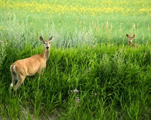 White-tailed fawn hiding in tall grass