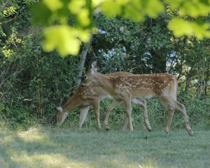 Fawns retain their white spots throughout their first summer