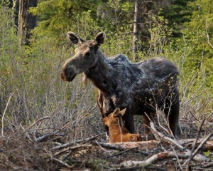Moose calves stay close to their mother for protection
