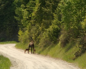 Moose calves follow their mother everywhere