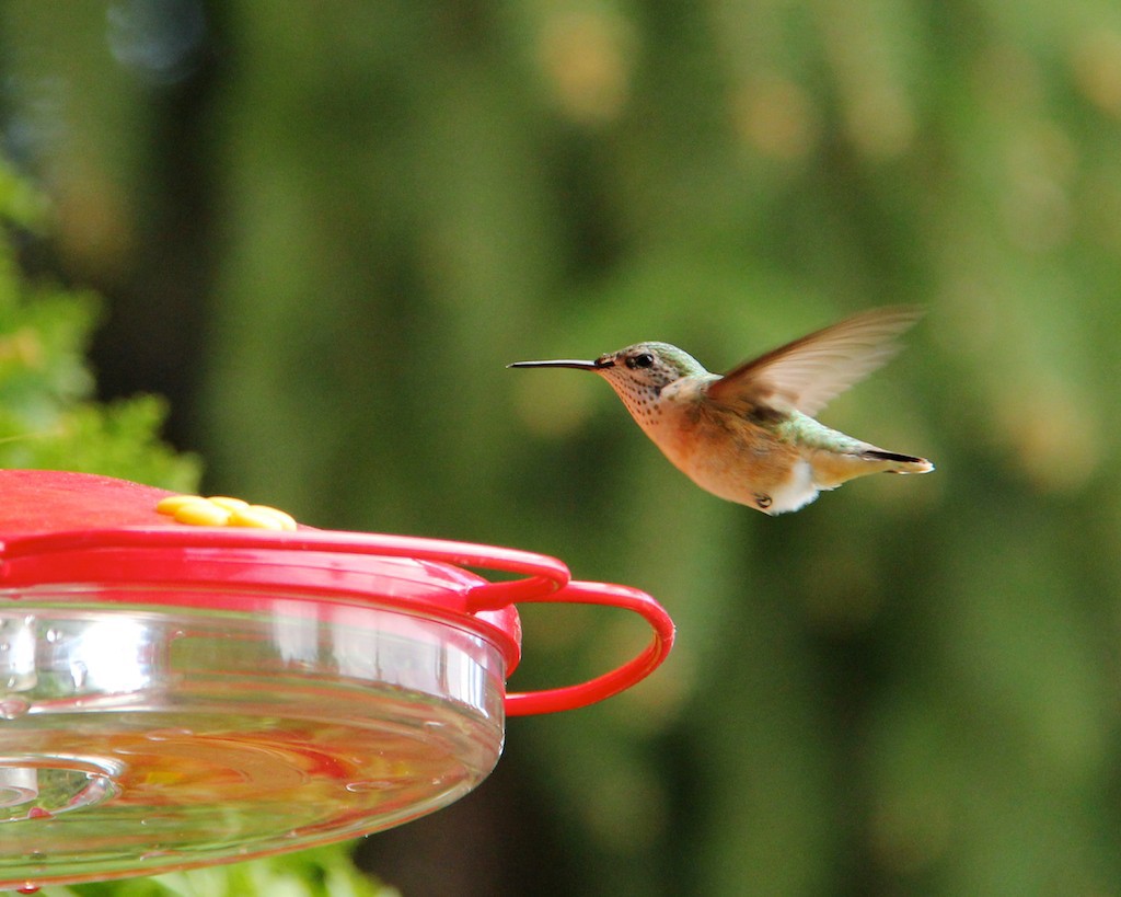 Hummingbirds, such as this female rufous hummingbird, often make daily rounds between flowers and feeders in a predictable sequence (known as trap-lining).