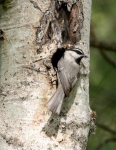 Mountain chickadees look similar to black-capped chickadees except for the white stripe above their eye