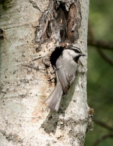 A mountain chickadee utilizing an abandoned cavity