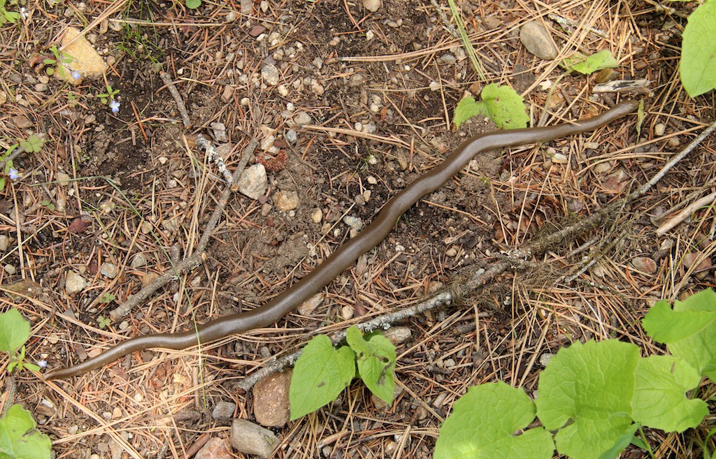 Rubber boas are mainly active at night and twilight but females can occasionally be found basking in the sun. 