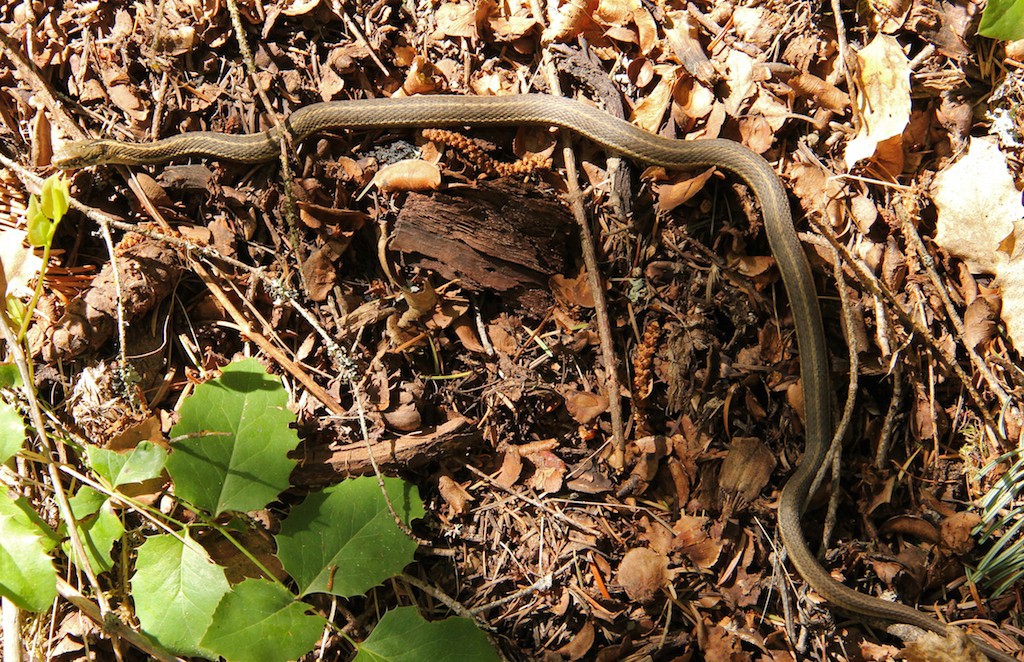 A western terrestrial garter snake has stripes