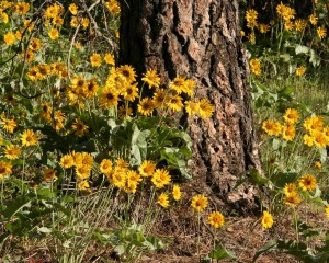 Arrowleaf balsamroot covers a hillside in blooms in northern Idaho