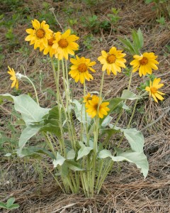 Arrowleaf balsamroot