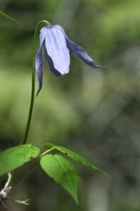 Blue clematis