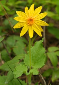 Heartleaf arnica