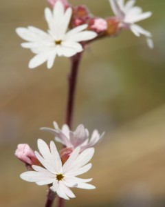 Small-flowered woodland star