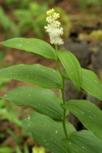 False Solomon's Seal