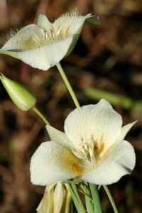 Three-spot Mariposa Lily