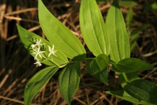 Starry Solomon’s Seal