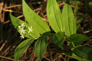 Starry Solomon's Seal