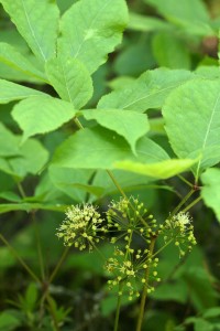 Wild Sarsaparilla