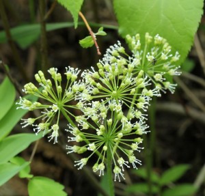 Wild Sarsaparilla flowers