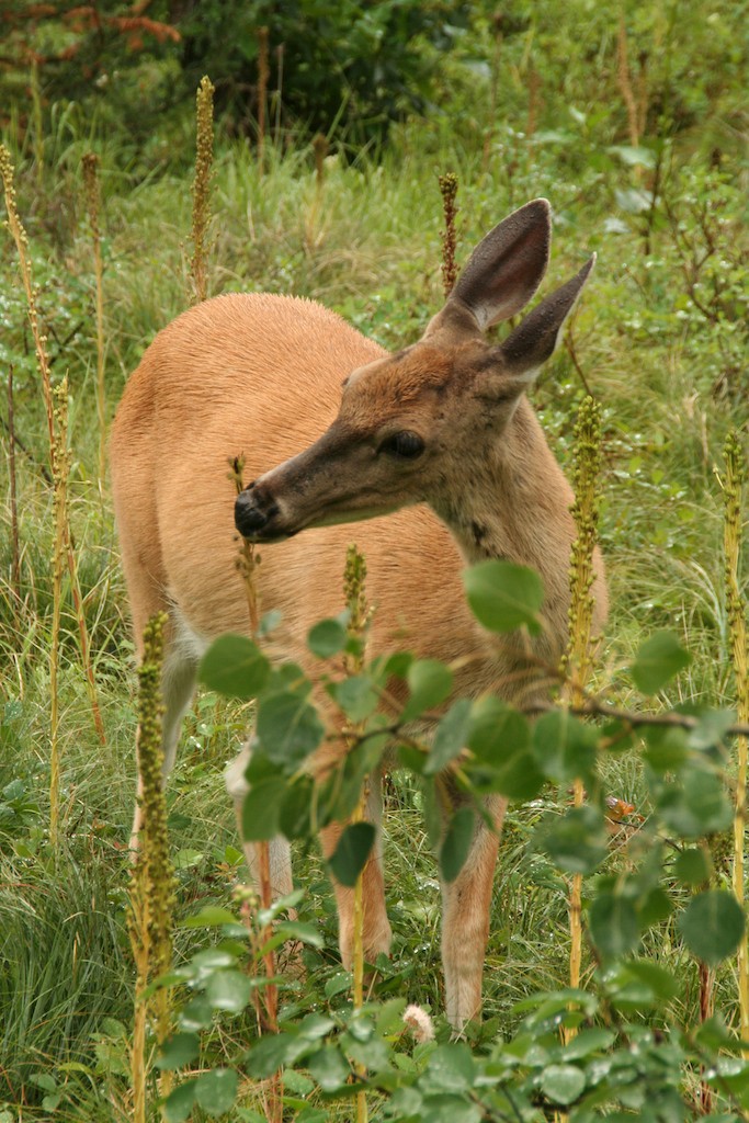Deer like to eat beargrass flowers