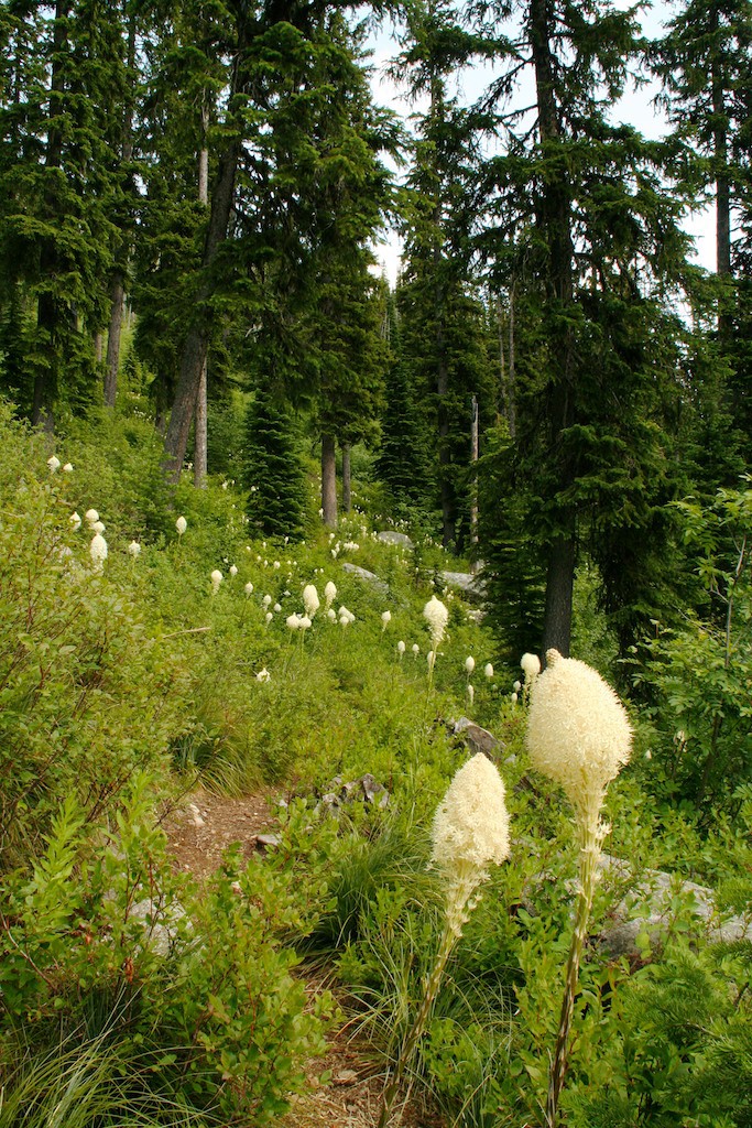 Beargrass is often found with huckleberry brush under conifers