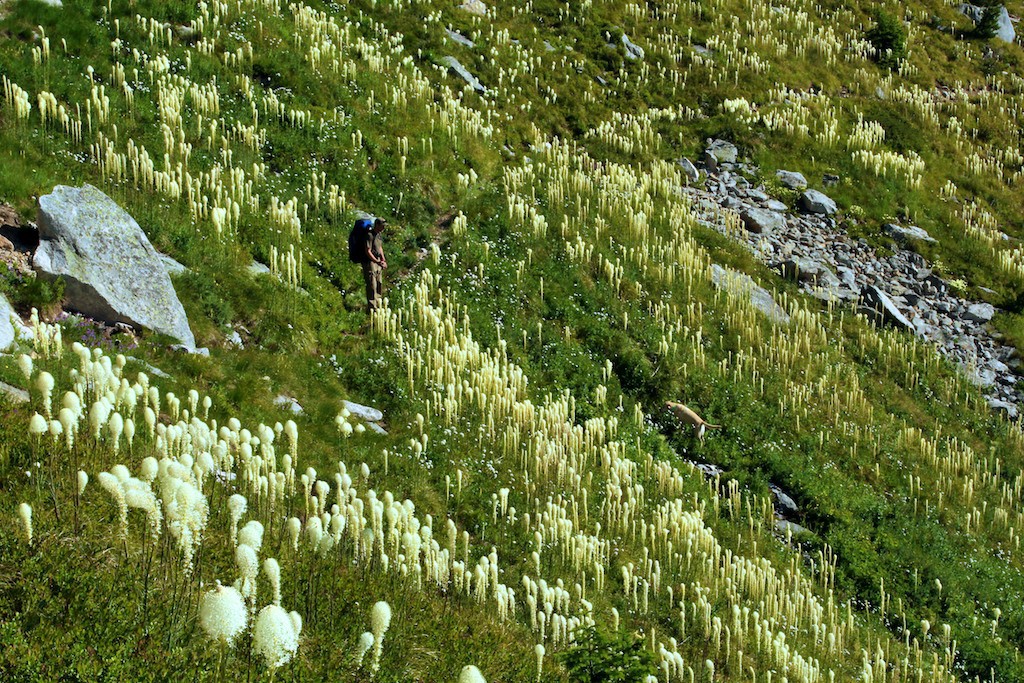 Rhizomes and seeds help create dense fields of beargrass