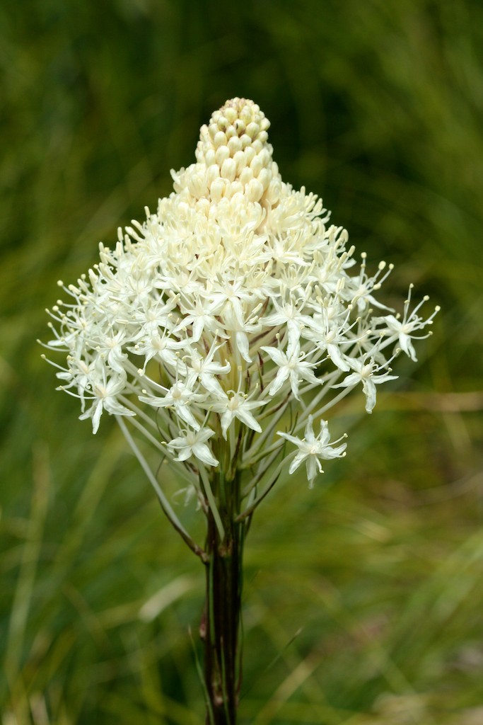 Beargrass flowers bloom from the bottom to the top of the cluster