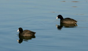 Coots have dark bodies and white bills