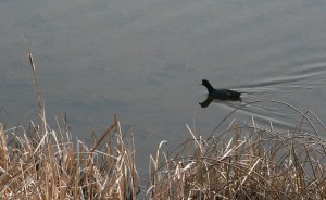 Coots prefer open water with aquatic vegetation such as cattails