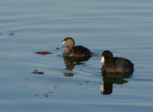 Coots mingle with other birds such as this pied-billed grebe