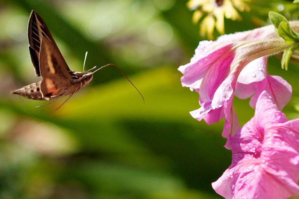Hummingbird moths can easily be mistaken for hummingbirds when they hover at a flower