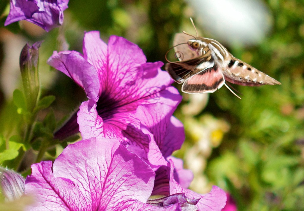 Unlike most moths, hummingbird moths fly during the day