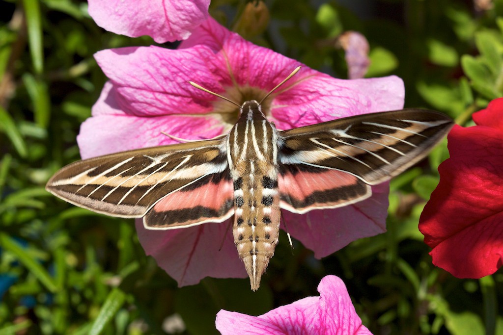 Hummingbird moths sometimes land on flowers to feed