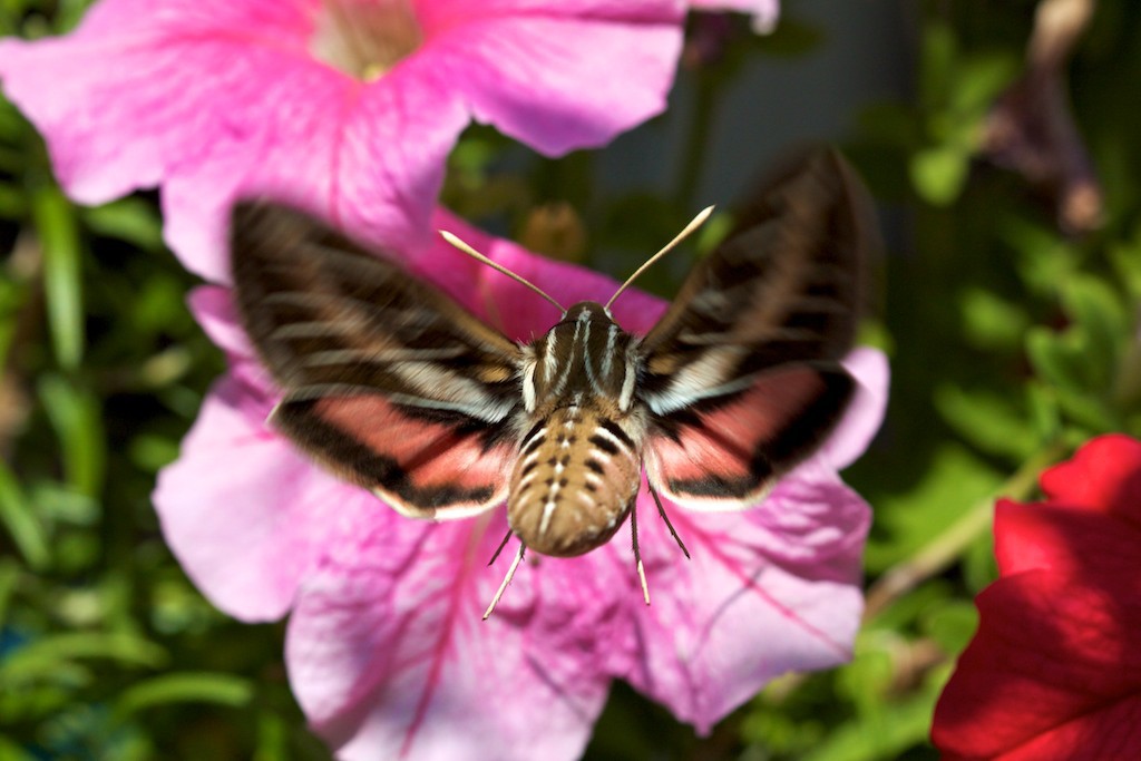 The white-lined sphinx moth has a distinguishing pink band on its hind wings