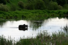 Animals keeping cool