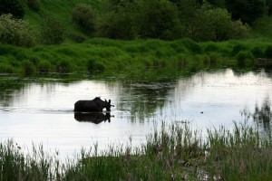 Moose cool down while foraging for aquatic plants