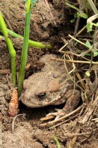 A western toad stays cool by burrowing in damp soil