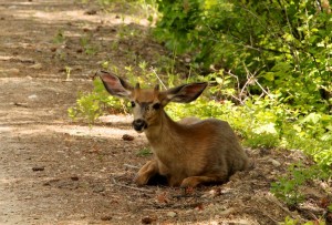 In addition to seeking shade to stay cool, mule deer lose heat through their large ears