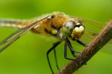 Dragonfly hunting