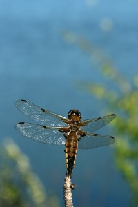 Dragonflies hold their wings straight out when at rest