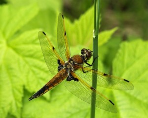 Dragonflies crush their prey with serrated teeth