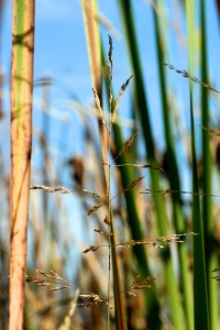 When the main axis branches and the spikelets are stalked, the flower heads are described as panicle 