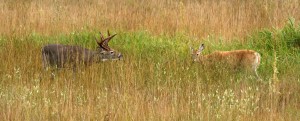 Deer are one of many herbivorous animals that forage on grass