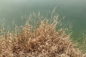 Even when dry, flower heads can be used to identify grass