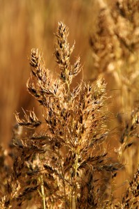 The fruit of a grass is called a grain or caryopsis