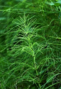 The branches of horsetails grow in whorls around a single stem