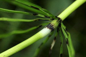 Horsetail leaves have been reduced to teeth united by a sheath at the nodes