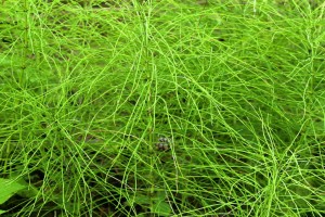 Reproduction by rhizomes creates dense thickets of horsetails in wet areas